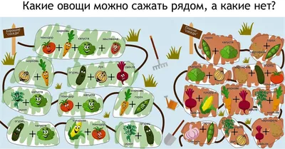 Совместимость овощей на грядке при посадке: таблицы и схемы посадки | ivd.ru