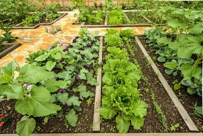 соседство капусты с другими овощами на грядке, правила севооборота |  Капуста, Выращивание капусты, Овощи