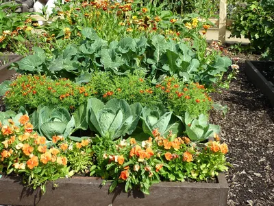 Совместимость растений в саду и огороде (таблица) | Растения, Огород, Сад