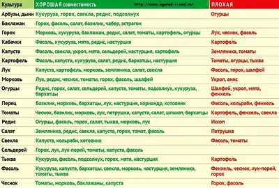 Соседи по грядке: совместимость растений в саду и огороде – Новости  Новороссийска