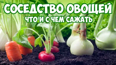 Каких соседей по грядке не любят огурцы? | Vusadebke | Дзен