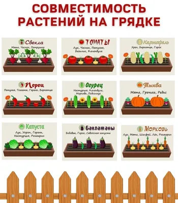 Совместимость растений на грядке: соседство овощей на грядках, таблица  совместимости | Дача | Светлана Н., 28 января 2022