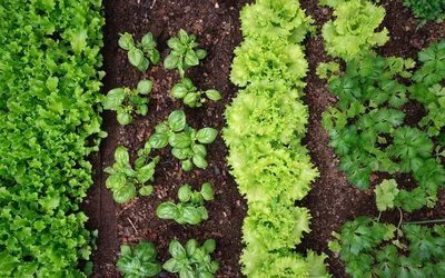 Совместимость растений на огороде: какие овощи хорошо растут рядом |  Zelendvir
