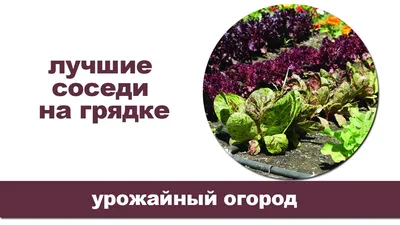 Какие овощи можно сажать рядом?» — Яндекс Кью