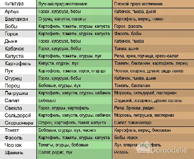 КАК ПОДРУЖИТЬ ОВОЩИ НА ГРЯДКЕ? | Вестник города Отрадного