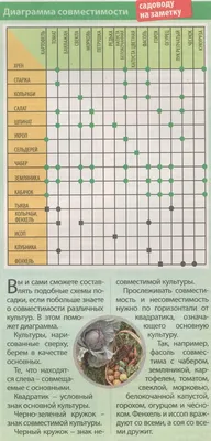 Совместимость овощей на грядке — какое соседство идеально — МЫ ДЕЛАЕМ ВСЕ  СВОИМИ РУКАМИ