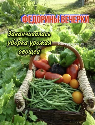 Эти овощи нельзя высаживать на грядку рядом, если хотите хороший урожай(соседство  овощей, которое даст плохой результат) | СССР: Возвращение к корням\" | Дзен