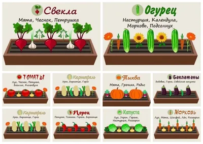 Какие овощи можно сажать рядом в огороде