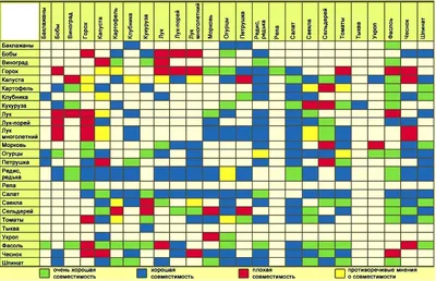 Совместимость овощей при посадке