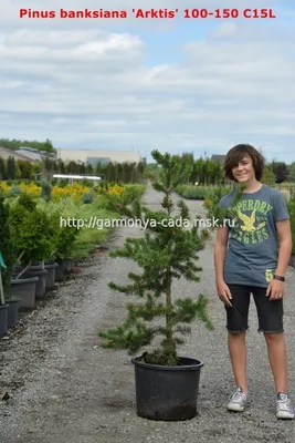 Сосна Банкса Арктис (Pinus banksiana Arktis)