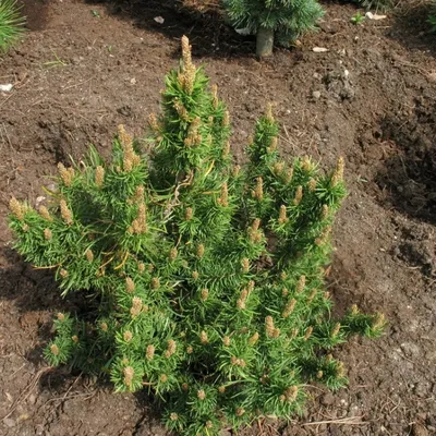 Сосна банкса Банска Ставница. (Pinus banksiana Banska Stiavnica) С20 купить  в интернет-магазине ЦВІТСАД с доставкой по Украине