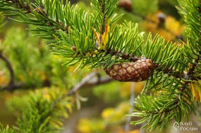Семена и саженцы Сосна Банкса по почте 🌲