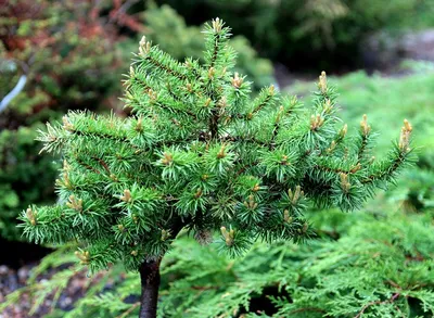 Сосна Банкса, pinus banksiana