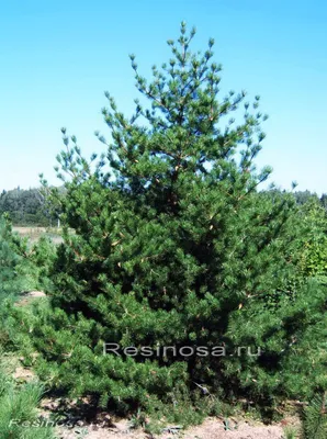 Семена и саженцы Сосна Черная по почте 🌲