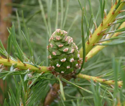 СОСНА БАНКСА (PINUS BANKSIANA) \"MN\" 10 ШТ. купить, отзывы, фото, доставка -  Совместные покупки sp-vestniksadovoda