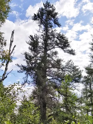 Сосна банкса Банска Ставница. (Pinus banksiana Banska Stiavnica) С20 купить  в интернет-магазине ЦВІТСАД с доставкой по Украине