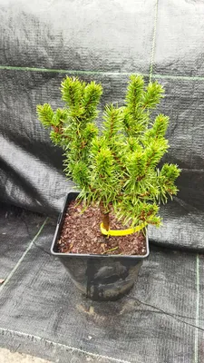 Сосна Банкса, pinus banksiana