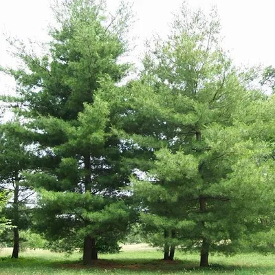 Pinus banksiana - Image of an specimen - Plantarium