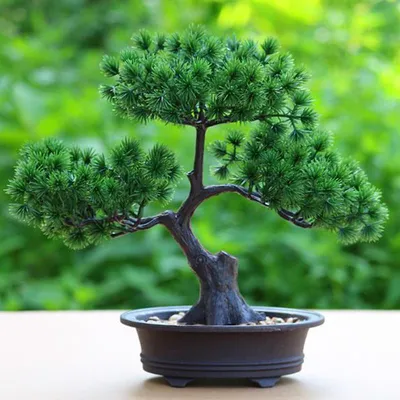 Сосна мелкоцветковая Бонсай (Bonsai) купить в Киеве, цена — Greensad