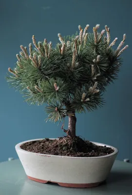 Бонсай из Сосны. Купить Бонсай из Сосны в Киеве, Украина, Доставка |  iFlowers