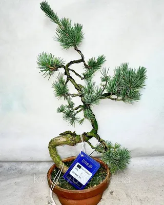 Формирование пре-бонсай из сосны обыкновенной. The first styling of pinus  sylvestris pre-bonsai - YouTube