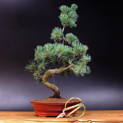 Рекомендации по уходу за уличным бонсай - Сосна (Pinus)