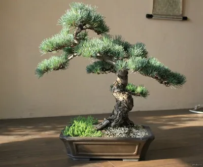 Бонсай Сосна (Bonsai Pinus) 35 см - купить в Минске с доставкой, цена и  фото в интернет-магазине Cvetok.by