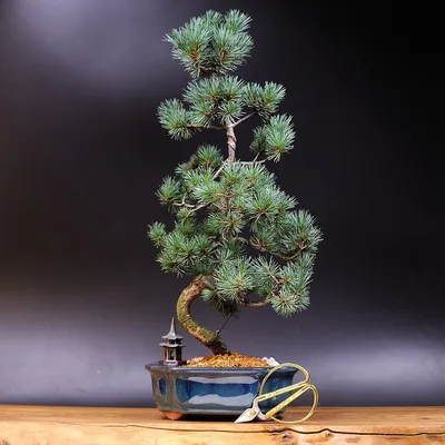 Сосна японская белая - Bonsai Sale