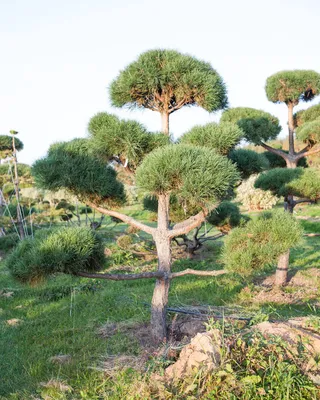 Сосна обыкновенная (бонсай) купить в Киеве, цена — Greensad