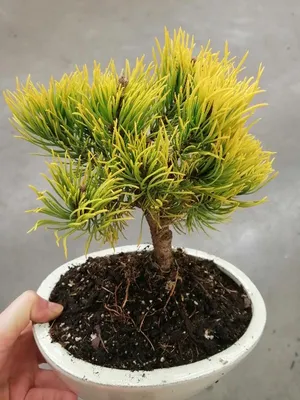 Бонсай из Сосны. Купить Бонсай из Сосны в Киеве, Украина, Доставка |  iFlowers
