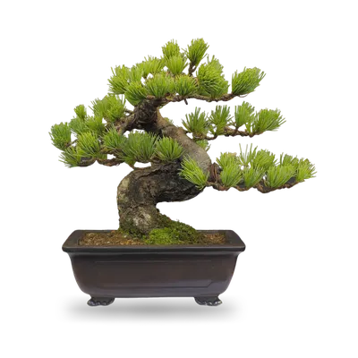 Сосна bonsai 6xv Br150-200 H200-225 548400 руб. В наличии.