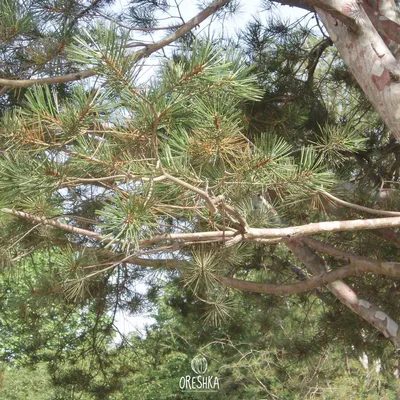 Green Tara - 💚🌲💚🌲сосна Бунге семена 60 грн 10 шт💚🌲 Сосна... | Facebook