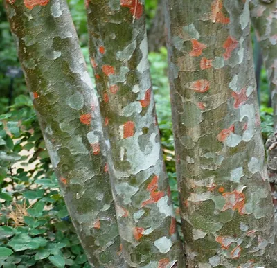 Сосна Bunge/сосна Lacebark/бело-лаянное Bungeana Pinus сосны Стоковое  Изображение - изображение насчитывающей вечнозеленый, орнаментально:  130745235