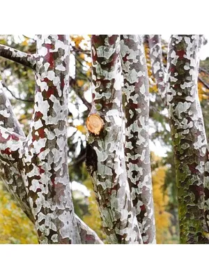 Сосна Bunge/сосна Lacebark/бело-лаянное Bungeana Pinus сосны Стоковое Фото  - изображение насчитывающей пепельнообразные, картина: 130830868