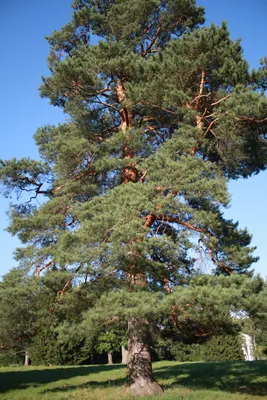 Купить семена Сосна Культера по почте 🌲