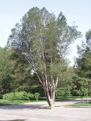 Сосна Бунге, купить, Сосна кружевнокорая, Pinus bungeana, Хвойные деревья  Купить растения в Ростове-на-Дону, Интернет-магазин, питомник растений,  хвойные и лиственные, уличные, плодовые и декоративные деревья и  кустарники, растения, цветы, саженцы ...