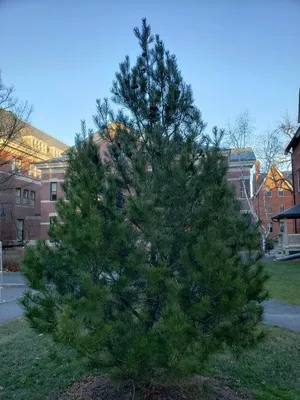 File:Pinus bungeana 2zz.jpg - Wikimedia Commons