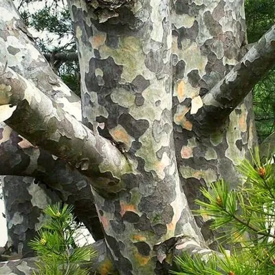 Семена сосны «Бунге» / Pinus bungeana, ТМ «ГАВРИШ» - 3 семечка купить  недорого в интернет-магазине семян OGOROD.ua