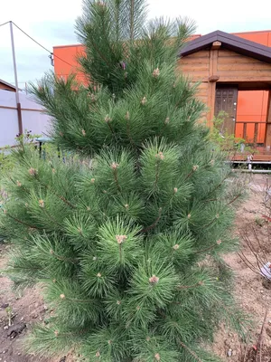 Сосна Чёрная (Pinus Nigra): купить в Москве - цена 650₽ за 1 шт. - Доставка  Почтой