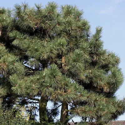 Сосна черная Нана (Pinus nigra Nana)