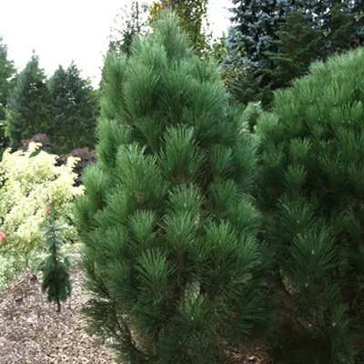 Сосна черная (Pinus nigra) - РосЛесопитомник