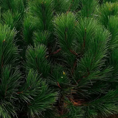 Pinus nigra, Сосна черная европейская|landshaft.info