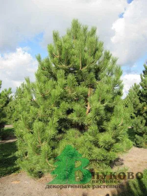 Сосна черная (Pinus nigra)