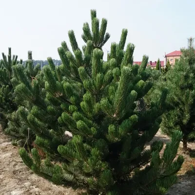 Сосна черная (Австрийская) (Pinus Nigra) - Питомник и Садовый центр Русские  Деревья