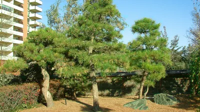 Купить Сосна черная Орегон Грин - Pinus nigra Oregon Green - в питомнике  Флорини