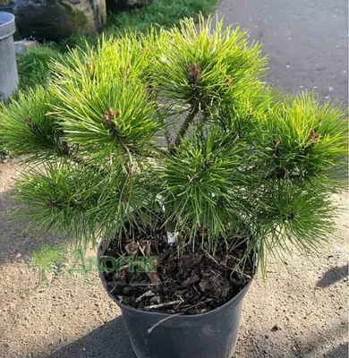 Сосна черная австрийская штамб 16/18 Pinus nigra austriaca 90л (И) — цена в  LETTO