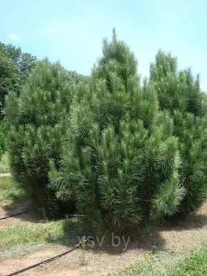 Сосна черная австрийская 80-100 см (Pinus nigra var. austriaca) С5 | XSV.BY