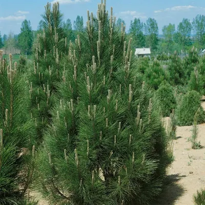 Сосна Чёрная (Pinus Nigra): купить в Бийске - цена 650₽ за 1 шт. - Доставка  Почтой