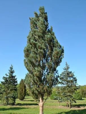 Сосна черная (Pinus nigra) - РосЛесопитомник