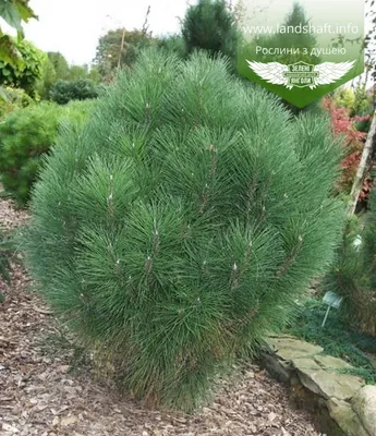 Pinus nigra 'Rondello ', Сосна черная' Ронделло'|landshaft.info